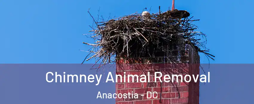 Chimney Animal Removal Anacostia - DC