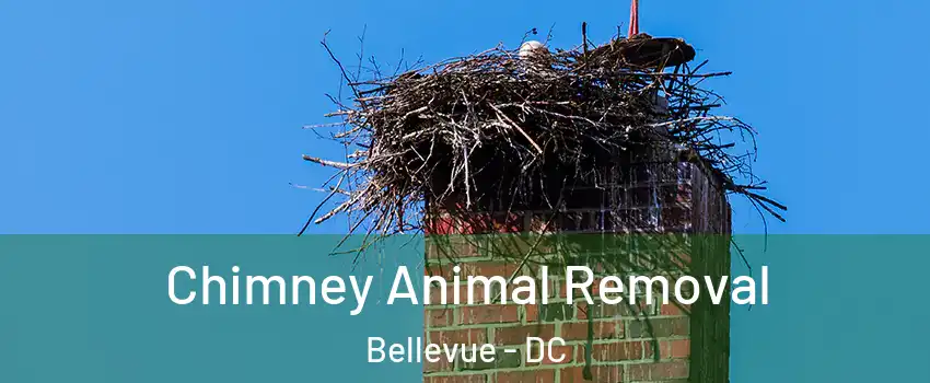 Chimney Animal Removal Bellevue - DC