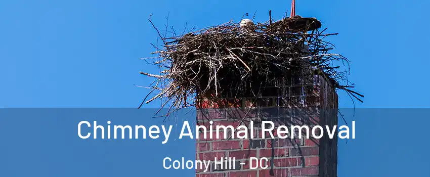 Chimney Animal Removal Colony Hill - DC