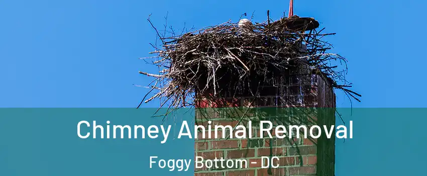 Chimney Animal Removal Foggy Bottom - DC