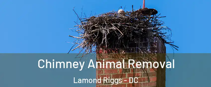 Chimney Animal Removal Lamond Riggs - DC