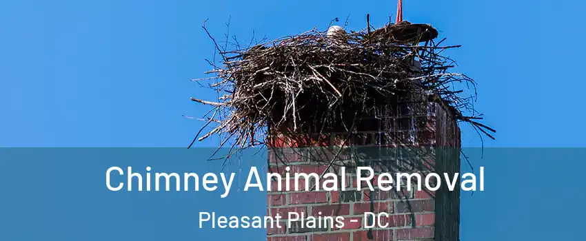 Chimney Animal Removal Pleasant Plains - DC