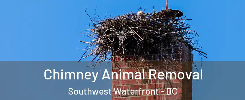 Chimney Animal Removal Southwest Waterfront - DC