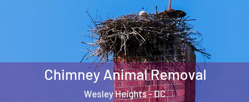 Chimney Animal Removal Wesley Heights - DC